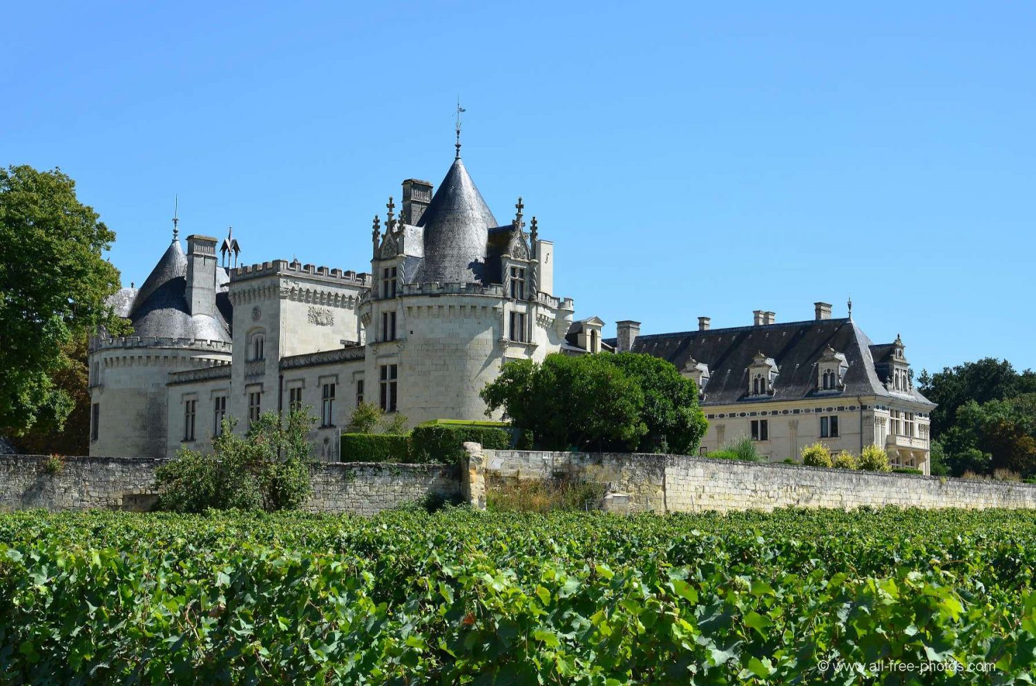 Châteaux sites touristiques de Brezé vignes