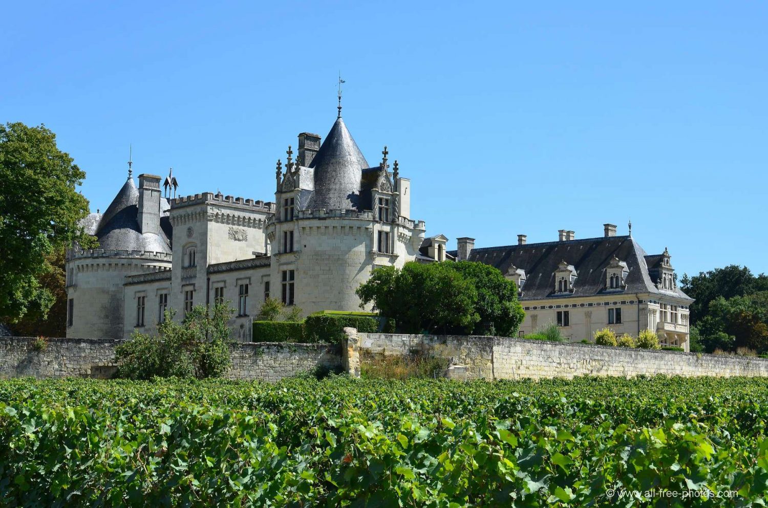 Châteaux sites touristiques de Brezé vignes